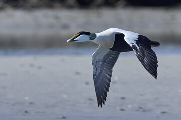 Common eider (Somateria mollissima)