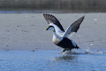 Common eider (Somateria mollissima)
