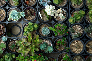 succulent plant, 다육식물, 다육이