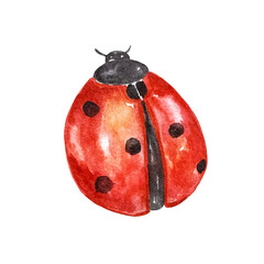Red spotted ladybug isolated on white background