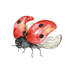 Red spotted ladybug isolated on white background