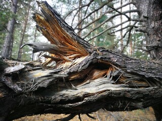 tree roots in the forest