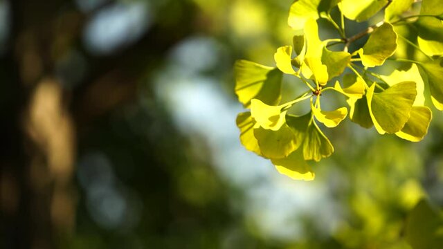 Ginko leaves and branches on a blurry natural background
