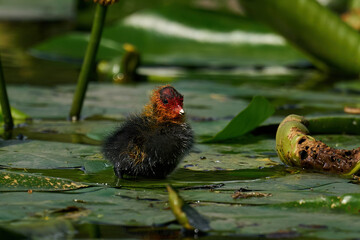 Eurasian coot (Fulica atra) Juvenile