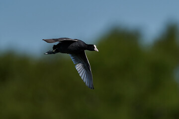 Eurasian coot (Fulica atra)