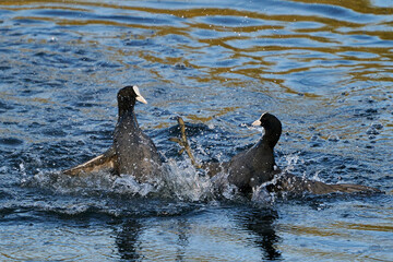 Fototapeta premium Eurasian coot (Fulica atra)