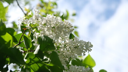 white lilac flowers