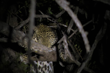 sleepy Leopard