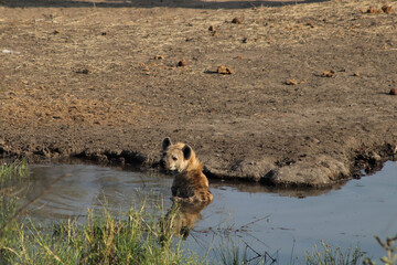 Fototapeta na wymiar Hyena cooling off