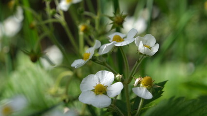 white spring flowers