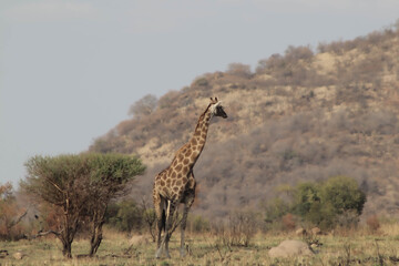 giraffe in the savannah