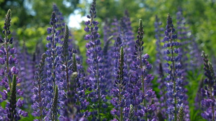 Obraz premium lavender in the field