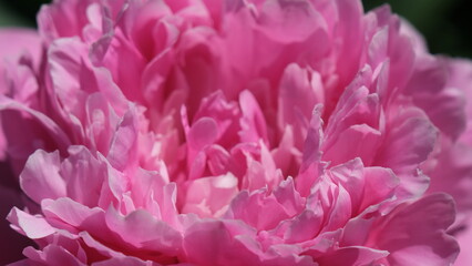 close up of pink and white flower