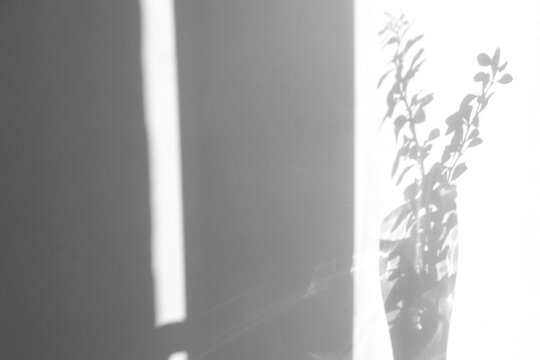 Natural berberis leaves shadow backdrop. Two small berbery branches give detailed grey shadow on the white texture wall background. Abstract drawing, place for text