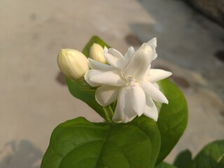 Obraz na płótnie Canvas White Belly Jasmine Flowers with Buds