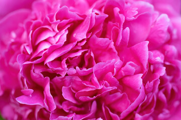 floral arrangement of pink pion flowers close-up.