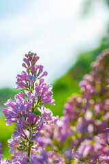 Branch of blossoming purple lilac on a sunny day