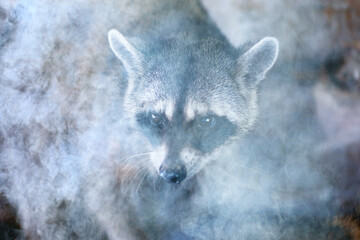 raccoon in a forest fire animal in smoke saving nature