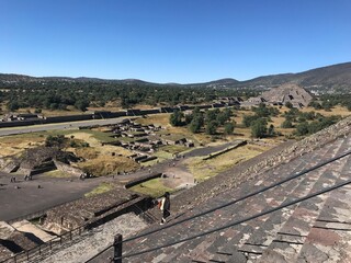 sheep in the village