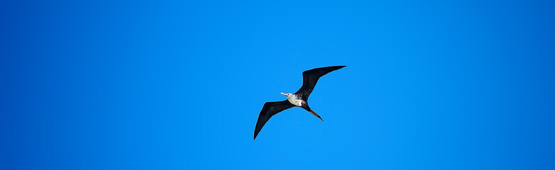frigate in flight, seabird flies in the blue sky, freedom