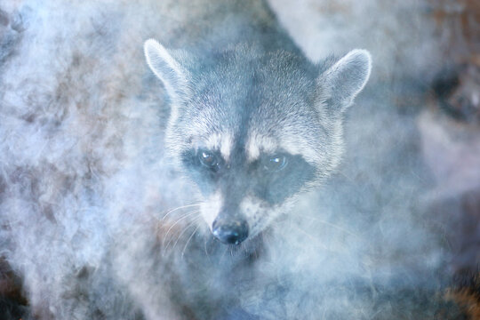raccoon in a forest fire animal in smoke saving nature