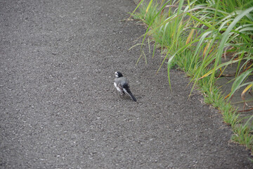 野鳥、日本、神奈川県横浜市