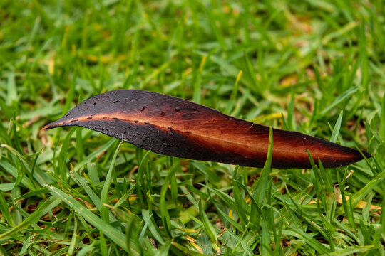 Half Burned Gum Leaf From Bushfire NSW Australia November 2019