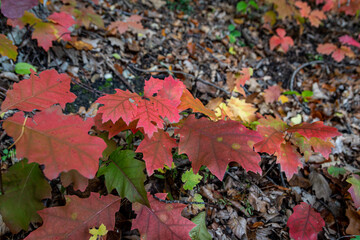 Colorful Fallen Leaves Cover the Forest Floor in Early Autumn in Austria