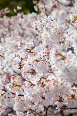 満開の桜