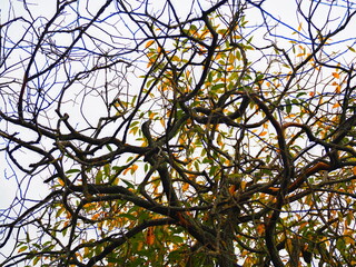 A tangle of tree branches with colored leaves. Autumn background.