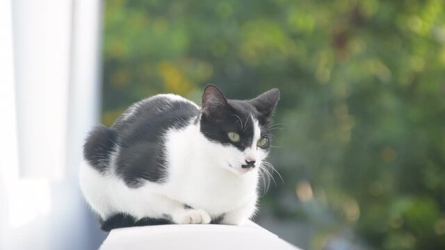International cat day concept. A cute black and white cat sitting on a concrete beam near the white house wall. Take close up photo. Blurred background and the bokeh is beautiful.