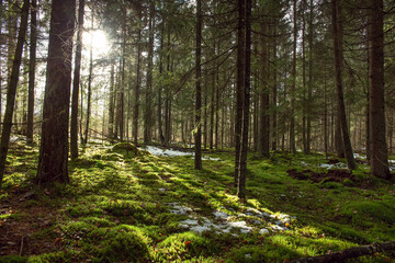 Forest with fir trees. Green moss. Contrast sunlight. First snow on green moss. Beautiful sunshine.