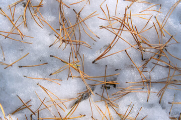 Yellow needles lie on the white snow. The concept of changing seasons. The onset of winter. Renewal of needles on trees.
