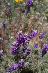 Purple raceme inflorescences of Grape Lupine, Lupinus Excubitus, Fabaceae, native herbaceous perennial in Baldwin Lake Ecological Reserve, San Bernardino Mountains, Transverse Ranges, Summer.