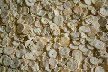 Small, round, white Shells with a tiny hole in the centre.