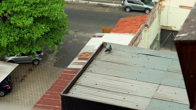 Curious pidgeon on top of a roog watching over people and cars passing by