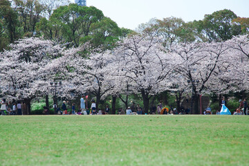大阪城西の丸庭園の桜