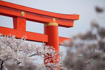 平安神宮の大鳥居と桜