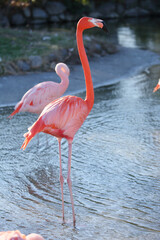 A american flamingo that lengthens the neck