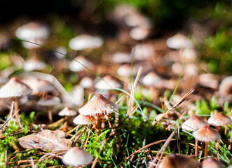 Small non edible mushrooms in the forest on a sunny autumn day. Kampinos National Park, Warsaw, Poland.