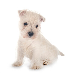 puppy West Highland White Terrier