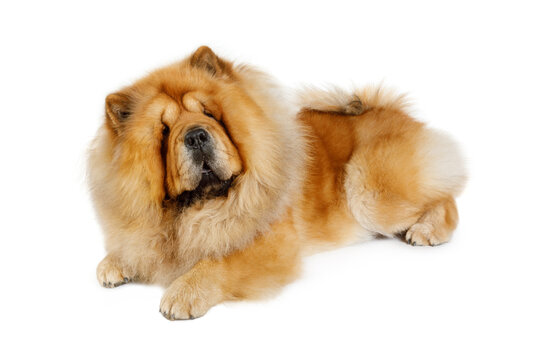 Chow chow dog in front of a white background