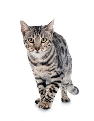 Naklejka premium bengal cat in studio