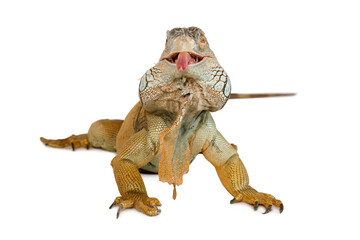 Iguana Isolated On White Background
