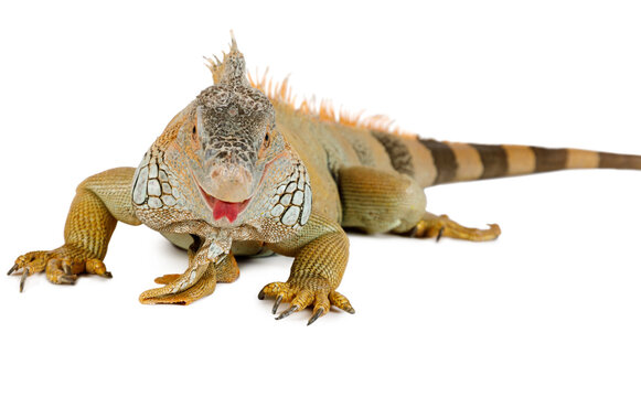 Iguana on white background