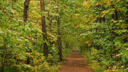 path in the park