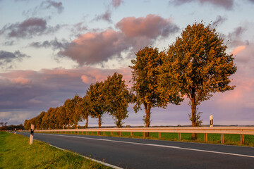 picturesque road with a row of trees in an autumn robe in the rays of the setting sun