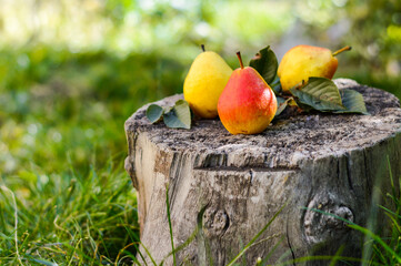 Pears on a wooden table. Autumn colorful pears on a tree trunk(wooden table).