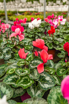 Pink cyclamen blooming