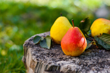 Juicy fresh pears in a tree trunk . Juicy ripe pears in a sunny garden. Harvesting. Garden fruits...